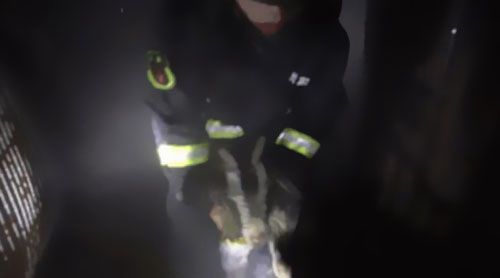 南洋電纜分享要聞：雨天電線短路，小羊險(xiǎn)成“烤全羊”